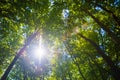 Sun Shining Through Treetops