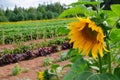 Sunflower farm in Prince Edward Island, Canada