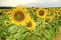 Sunflower Field Landscape