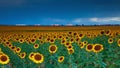 Sunflowers under a stormy sky by Denver airport