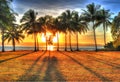 Sunlight rising behind palm trees in HDR, Port Douglas,Australia
