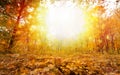 Sunny Fall Day In Park