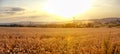 Sunset Landscape In Poland