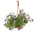 Surfinia Flower Pot Flowers