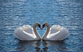 Swan heart