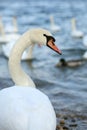 Swan In Nature