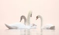 Swans on Winter misty lake