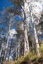 Tall Gum Trees