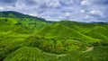 Tea Farm Cameroon Highland