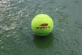 Tennis ball at rain delay during US Open 2014 at Arthur Ashe Stadium