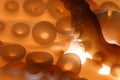 Tentacles Macro
