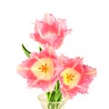 Terry tulips