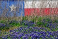 Texas Flag Wild Flower
