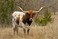 Texas Longhorn Cow