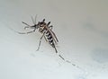 Tiger aka forest mosquito, Aedes albopictus. Macro on grey.