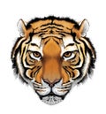 Tiger Illustration