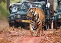 Tiger spotting on Safari