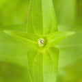 Top View Daisy Bud In Nature