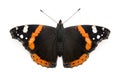 Top view of a Red Admiral butterfly, Vanessa atalanta