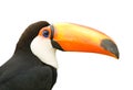 Toucan Isolated White Backgrou...