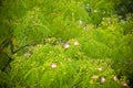Tree Flowers