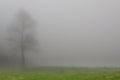 Tree In The Fog
