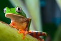 Tree frog in brazil tropical amazon rain forest