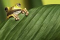 Tree frog leaf amphibian in tropical amazon jungle