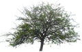 Tree Green Background Nature E...