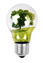 Tree In A Light Bulb