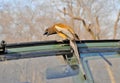 Tree Pie Bird