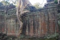 Tree at Preah Khan