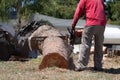 Tree Trimmer Using Chainsaw On...