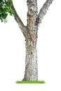 Tree Trunk