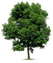 Tree On White