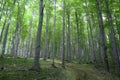 Trees On The Face