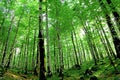 Trees In A Forest