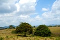 Trees In Green Nature