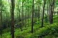Trees Green Nature Background....