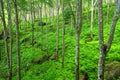 Trees Green Nature Background....