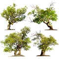 Trees Isolated On White Backgr...