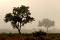 Trees in mist, Kruger Park, South Africa