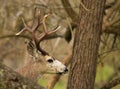 Trophy Buck Peeking Out