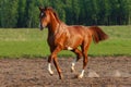 Trot Horse
