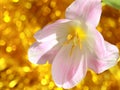 Tulip flower : Mothers Day or Easter Stock Photos