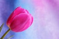 Tulip flower : Mothers Day Valentines Stock Photos