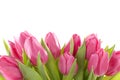 Tulip Flowers