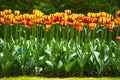 Tulip Flowers Garden In Spring...