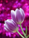 Tulip flowers : Mothers Day Valentines Stock Photos