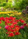 Tulip Garden